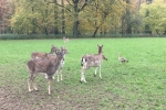 Foto 09.11.17, 11 07 05
