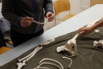 Senckenberg_2
