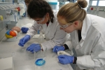 Schülerinnen der Klasse 9d beim Abspülen der selbst gefärbten Präparate